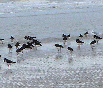 Oystercatchers on Greatstone Beach